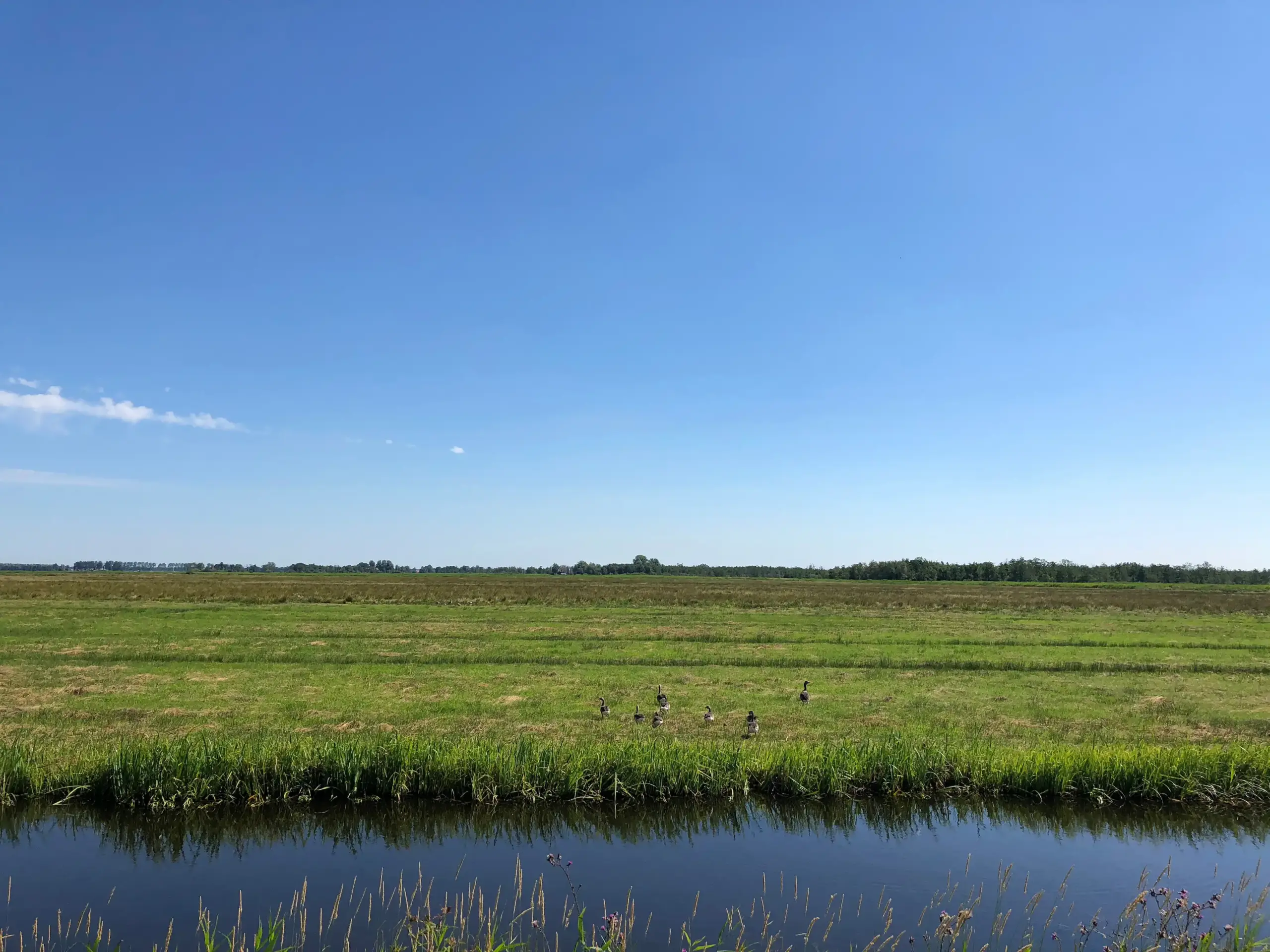 Een groep ganzen in de Alde Feanen