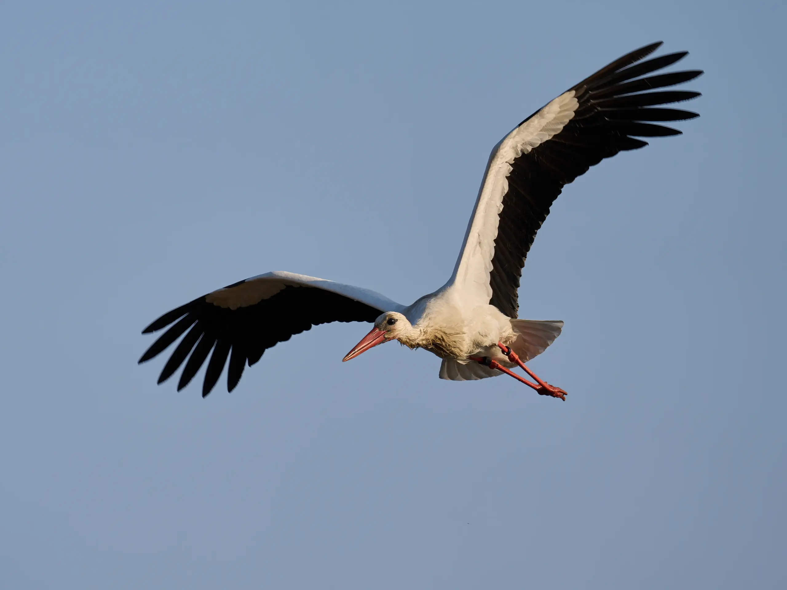 Ooievaar gespot in Alde Feanen