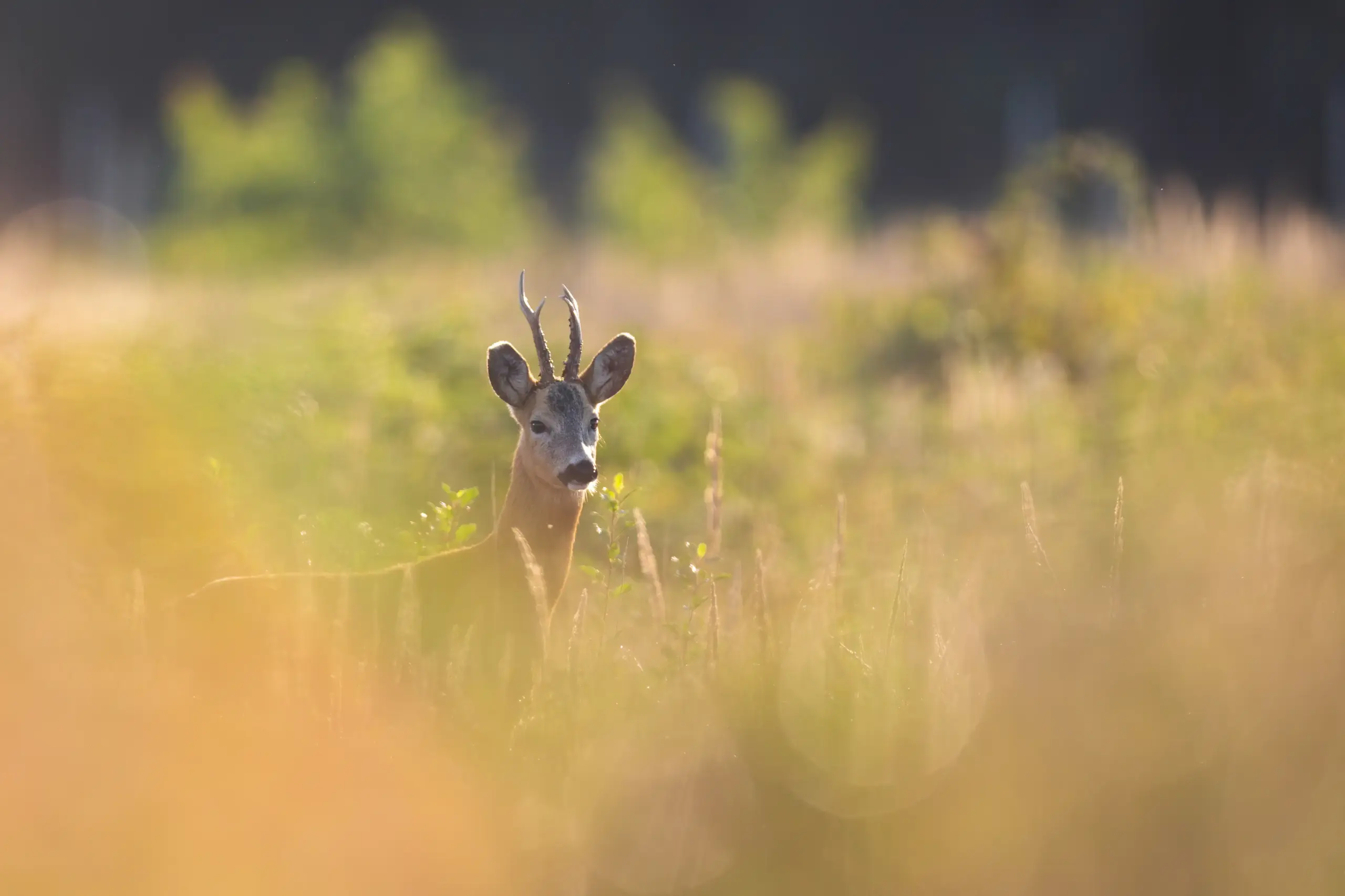 Ree gespot in Alde Feanen