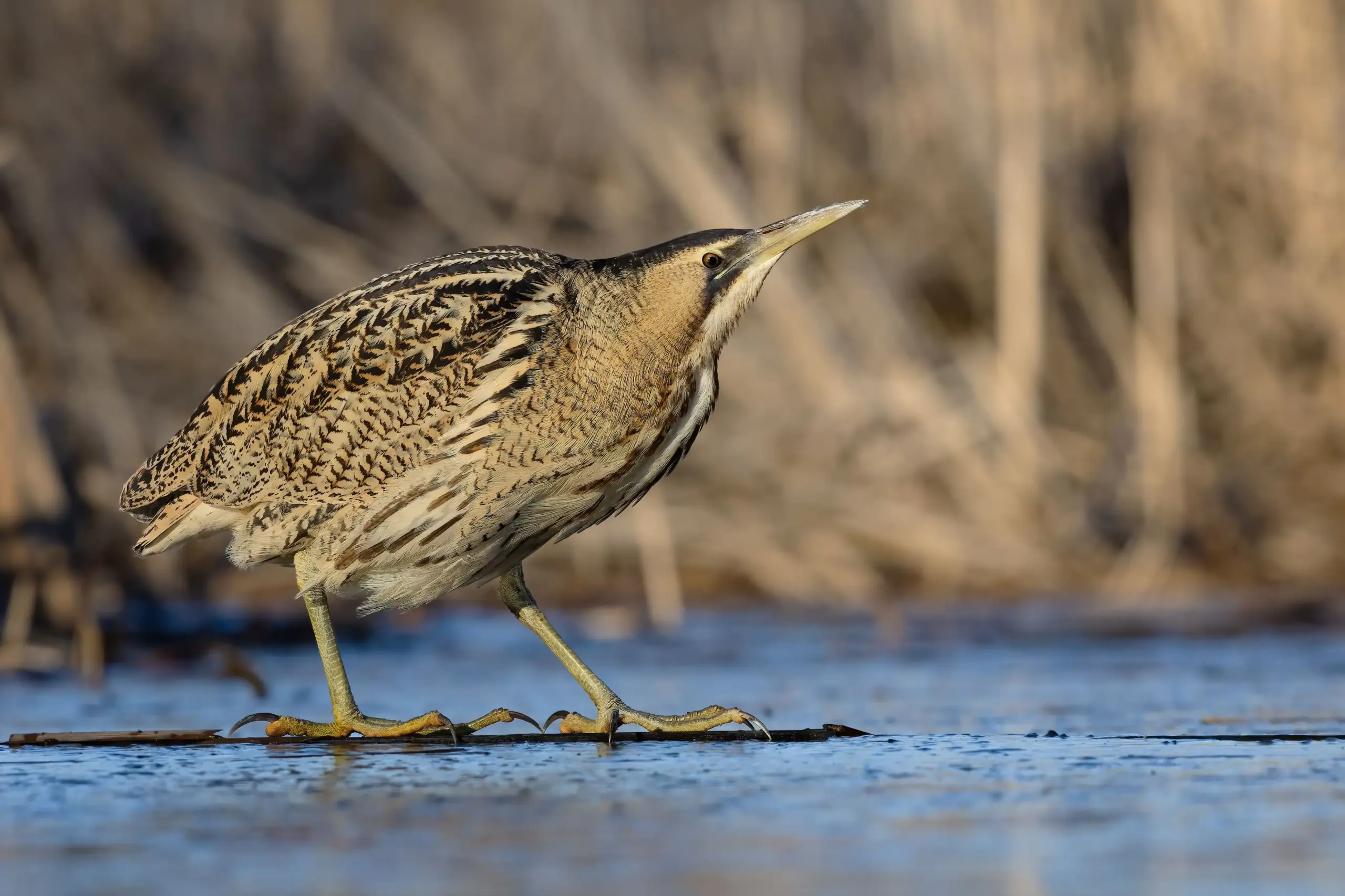Roerdomp gespot in Alde Feanen