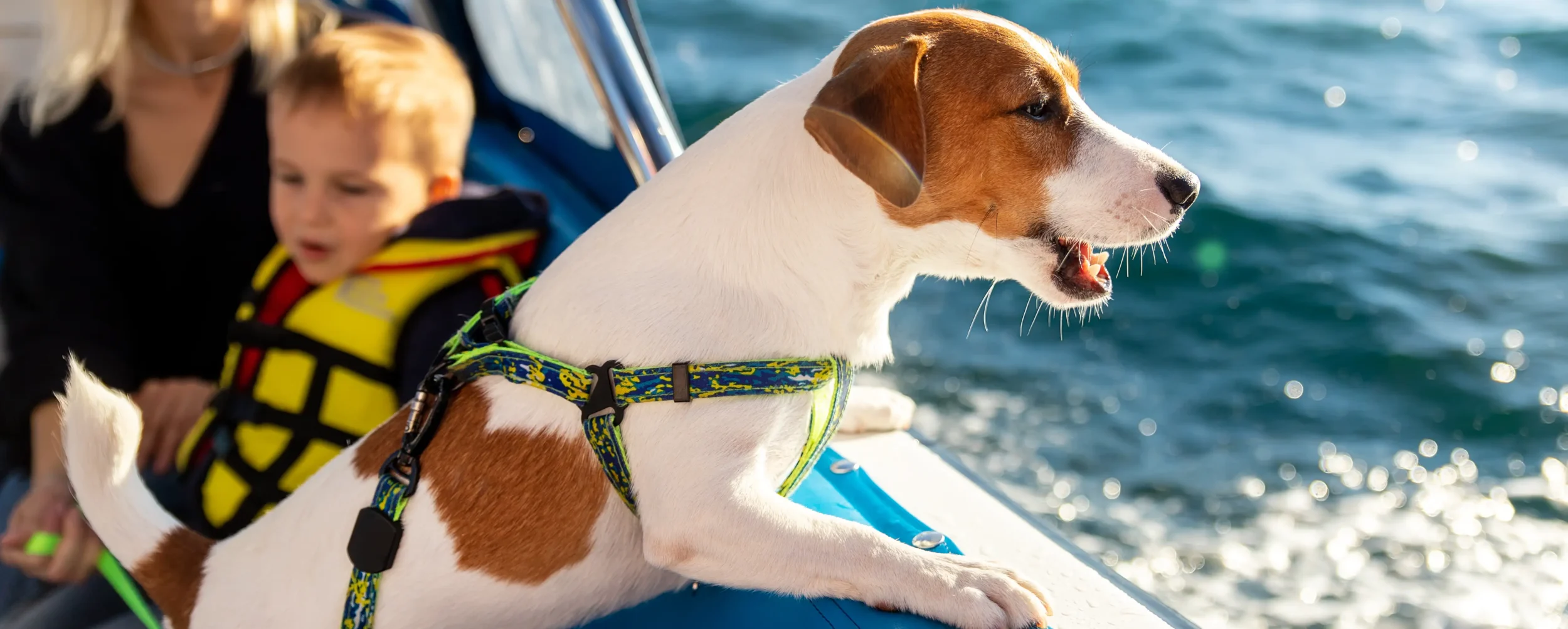 Bannerbild Yachtcharter Friesland Mit Hund An Bord